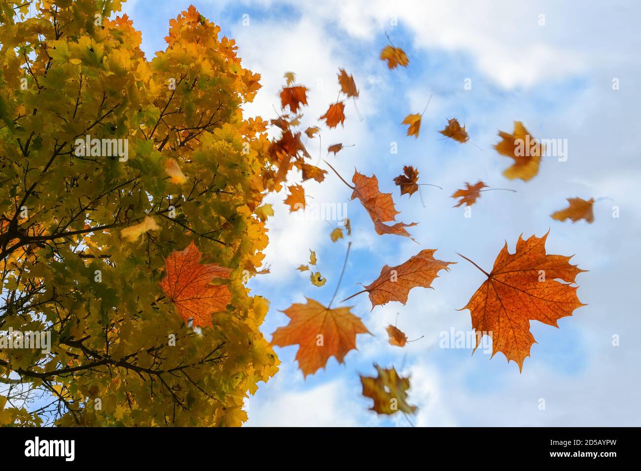 Colorful autumn leaves in red and golden falling from a maple tree, blue sky with clouds, motion blur, selected focus, narrow depth of field Stock Photo
