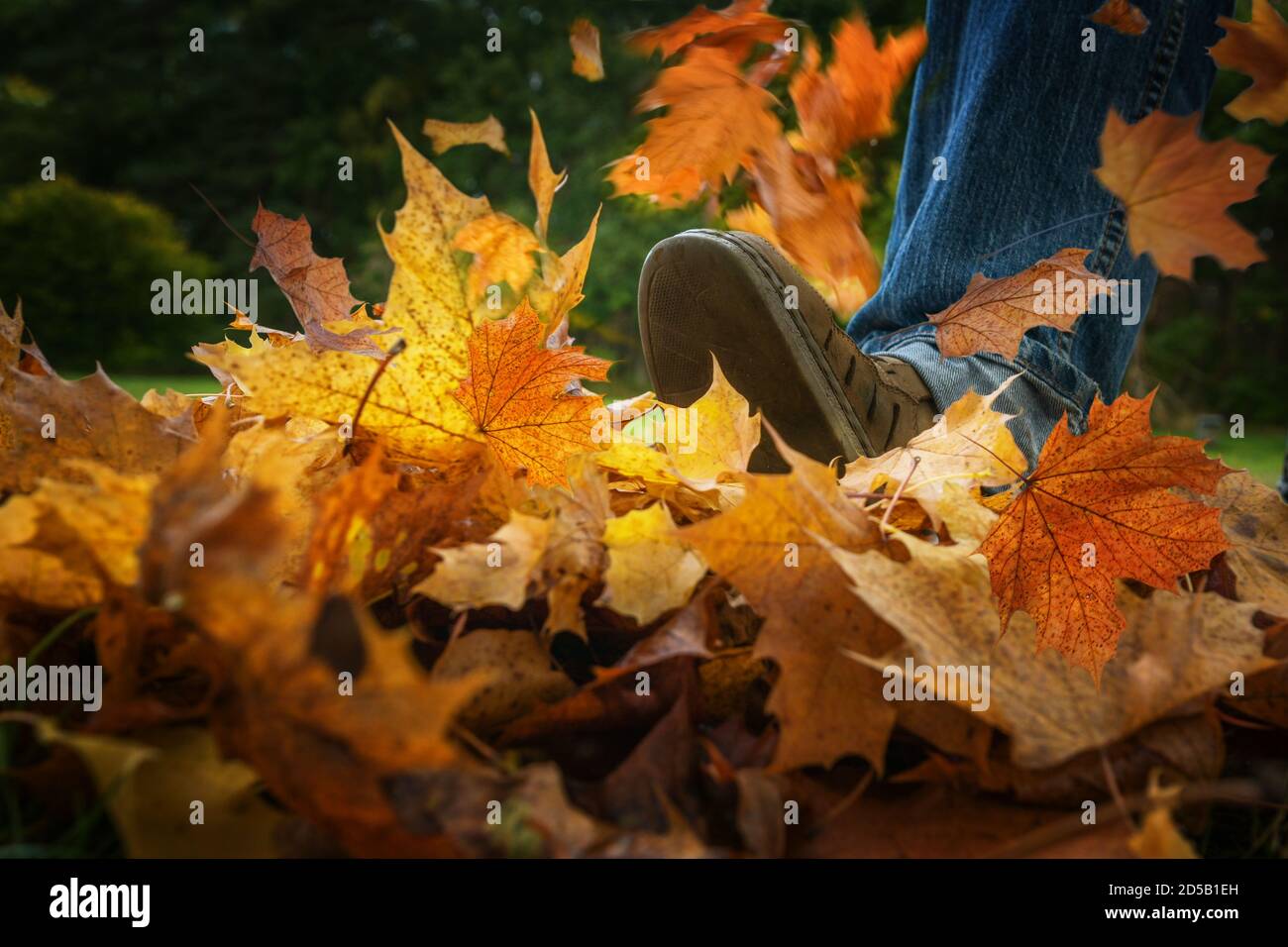 Foot is kicking into a heap of colorful autumn leaves, seasonal fun but also a lot of work for gardeners, copy space, selected focus, motion blur Stock Photo