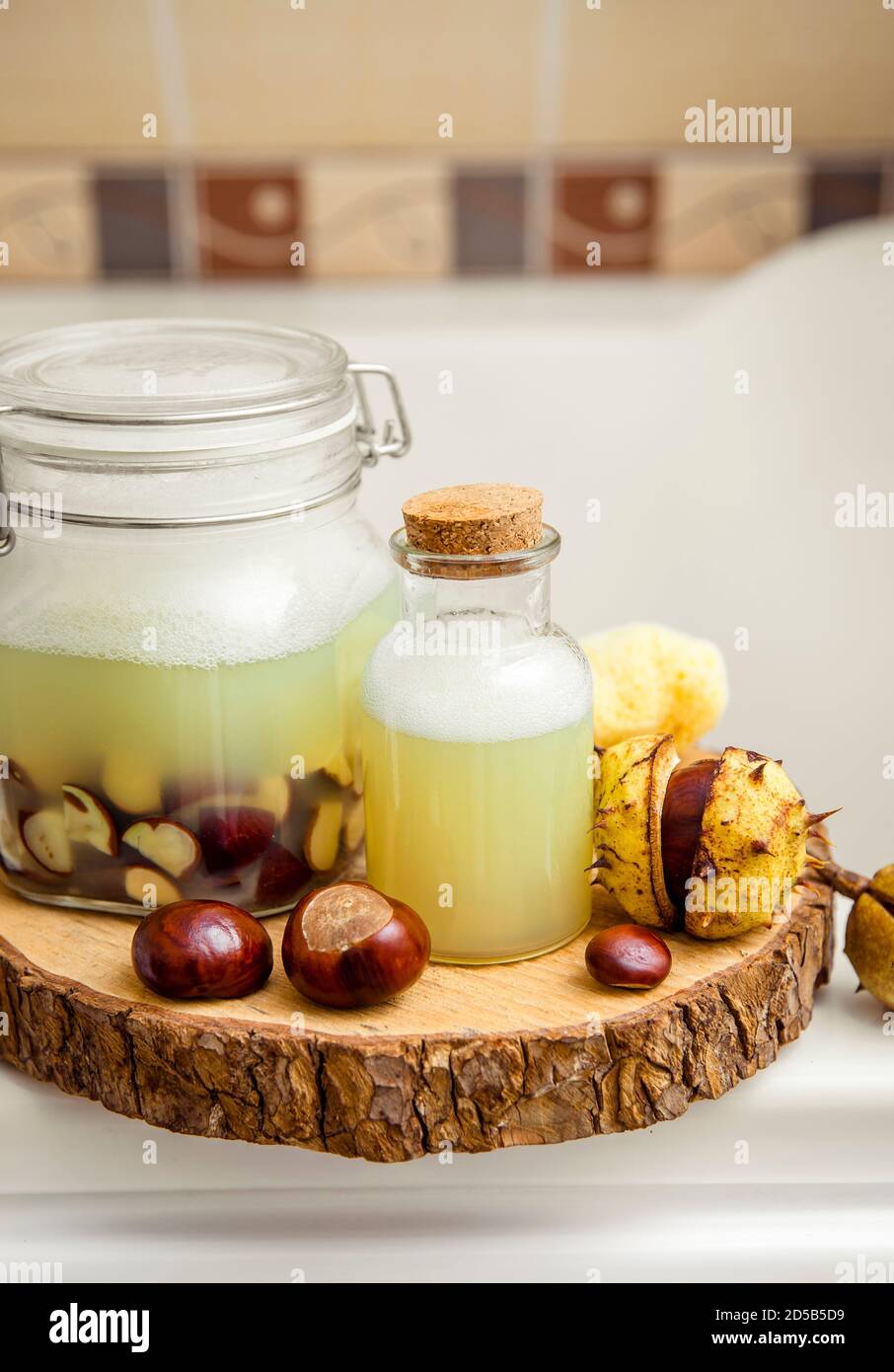 Make natural liquid soap and shampoo concept. Soaking horse chestnut, Aesculus, buckeye in water, witch containing natural saponin the cleaning matter Stock Photo