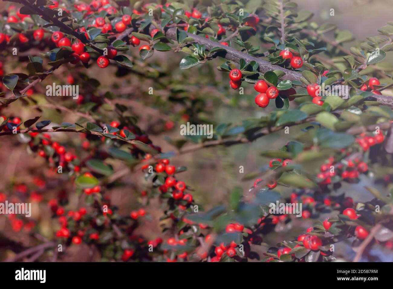 A macro shot of the red berries of a cotoneaster bush. Stock Photo