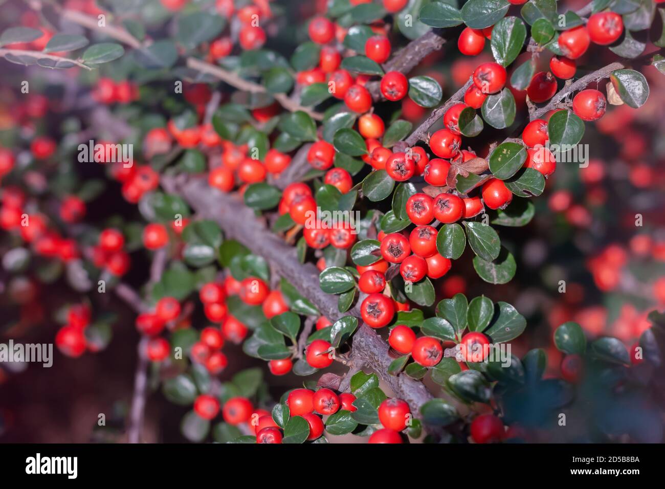 A macro shot of the red berries of a cotoneaster bush. Stock Photo