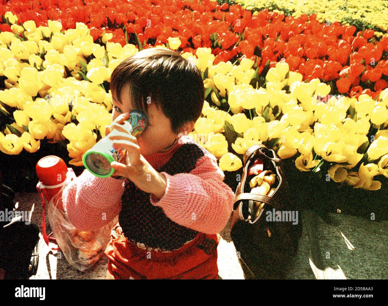 A Chinese girl looks through a kaleidoscope in front of a sea of tulips in central Beijing November 8. China always maintained its one-child policy imposed 20 years ago has helped stabilised the world's population. The policy is ferociously opposed by 'pro-lifers' in the west who accuse China of conducting forced abortions and other coercive birth control measures.  ASW Stock Photo
