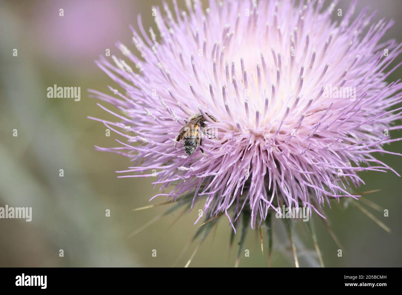 Happiness is this bee covered in dusty white pollen on top of pastel colored thistle flower Stock Photo