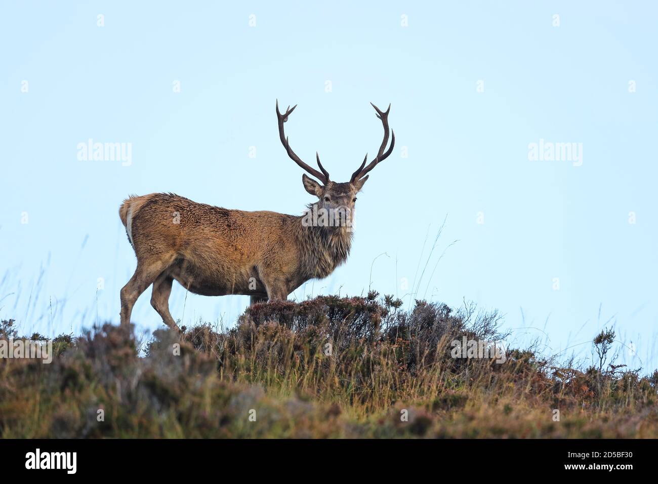 Low Angle POV of a Red Deer (Cervus elaphus) Stag during the Rut, Scotland, UK Stock Photo