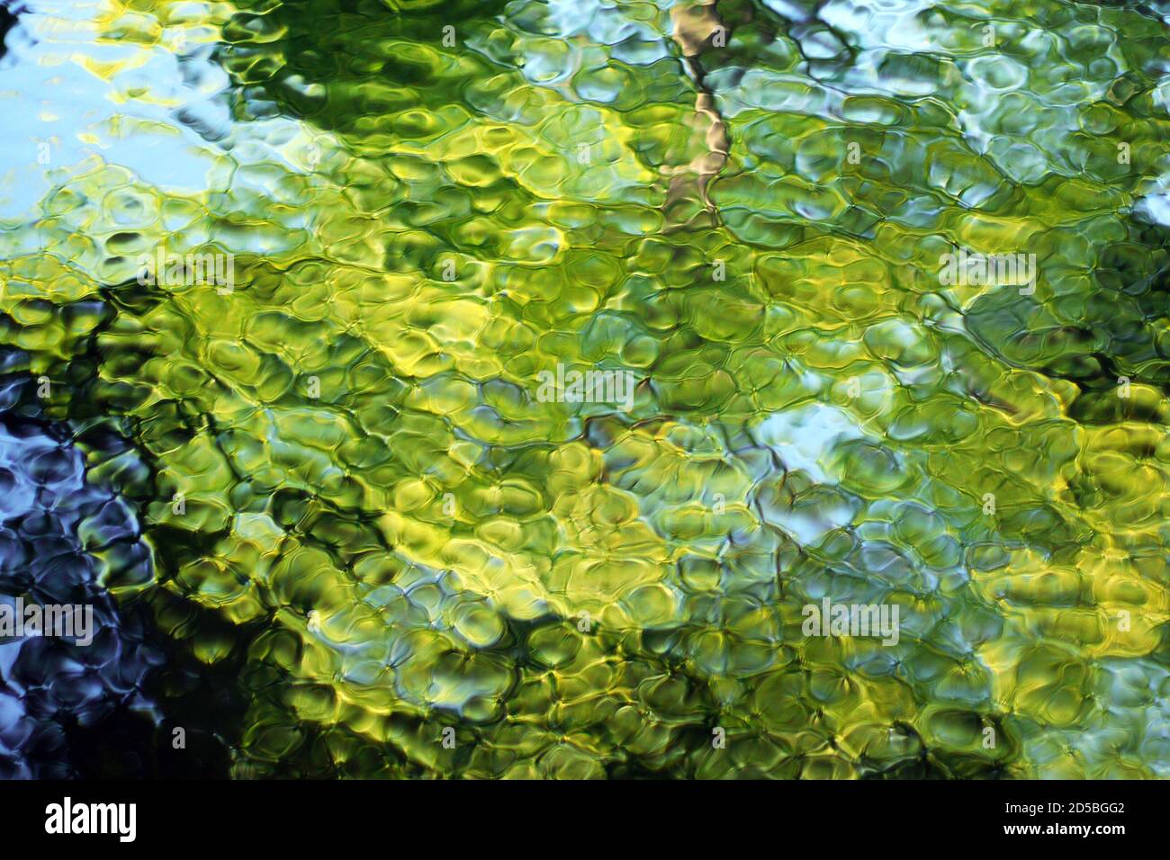 Tree reflection:Stained Glass Window 1 Stock Photo - Alamy