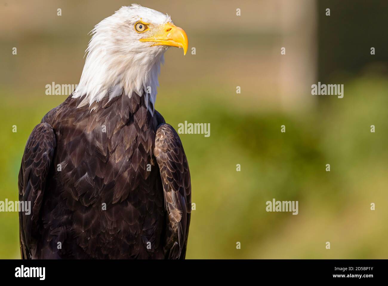The bald eagle (Haliaeetus leucocephalus) is a bird of prey found in North America. Stock Photo