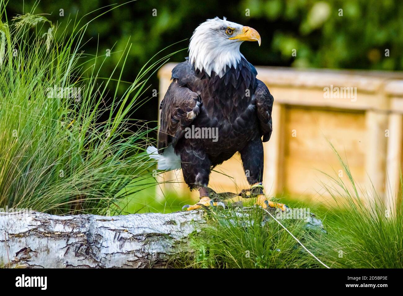 The bald eagle (Haliaeetus leucocephalus) is a bird of prey found in North America. Stock Photo
