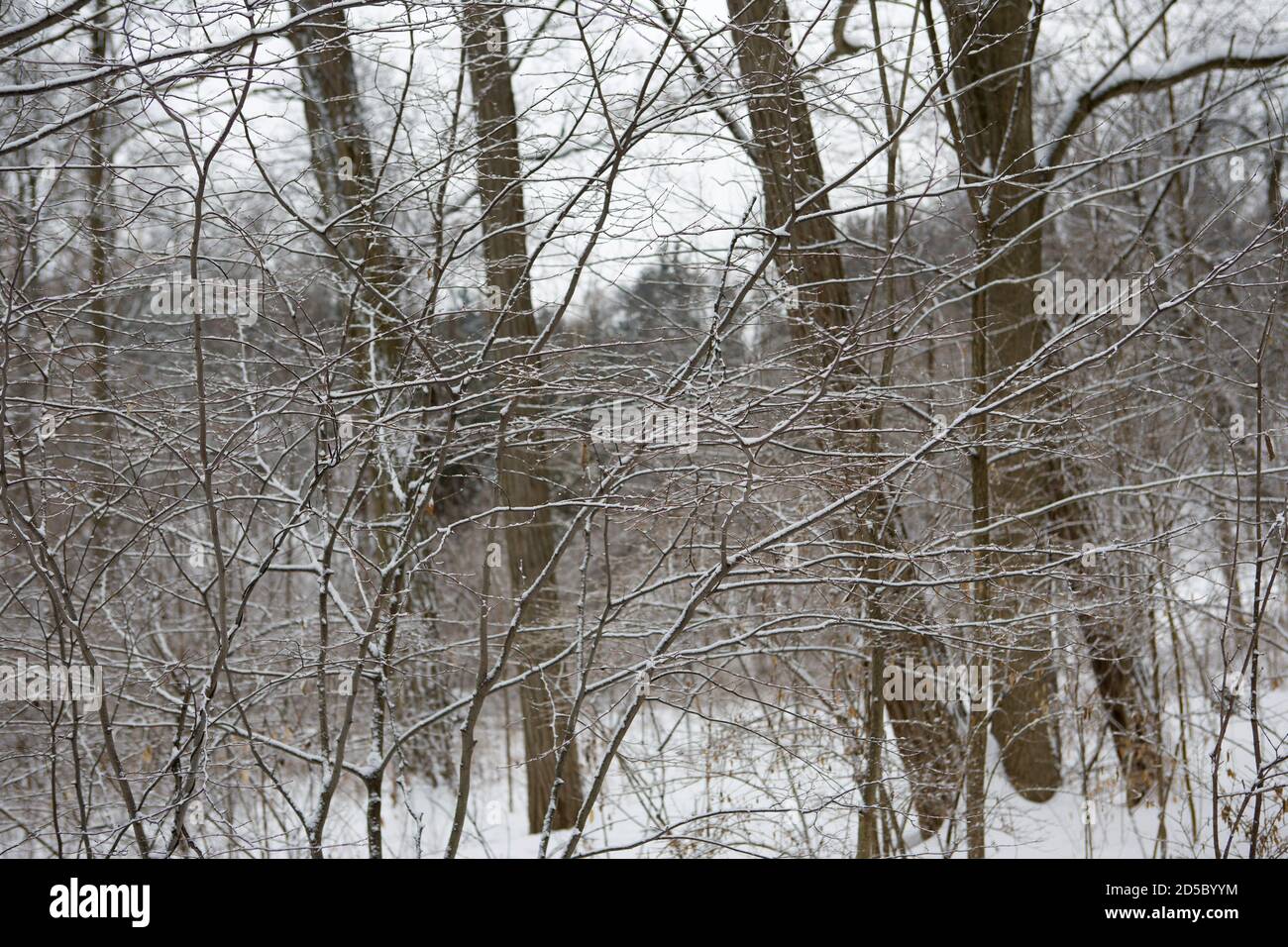 University of Michigan Nichols Arboretum in winter Stock Photo