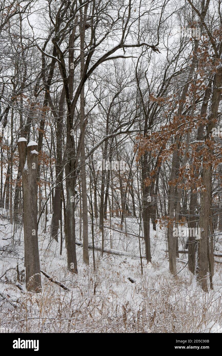 University of Michigan Nichols Arboretum in winter Stock Photo