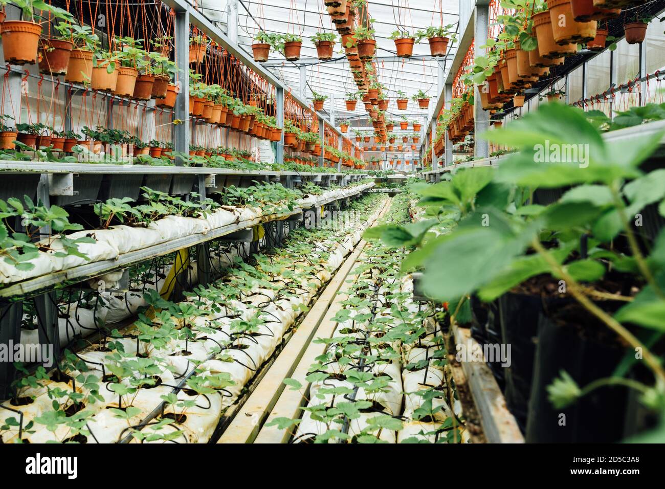 Interior of a plant nursery full of green plants hanging and in the