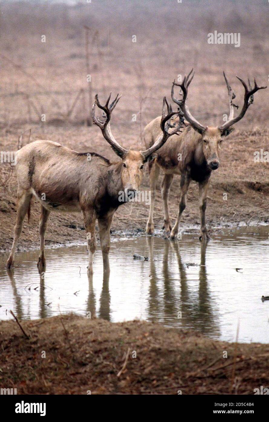 A pair of David's deer wade through a small lake in an animal park south of Beijing November 15. David's deer is named after Pere David, a French Catholic priest and naturalist who first recorded the existence of the unique deer in China in 1865. The protected animal was native to China until the early years of the 20th century. In 1985, the Marquess of Tavistock of England sent 20 of the rare animals to Beijing where they are now being raised.  NB/FY/KM Stock Photo