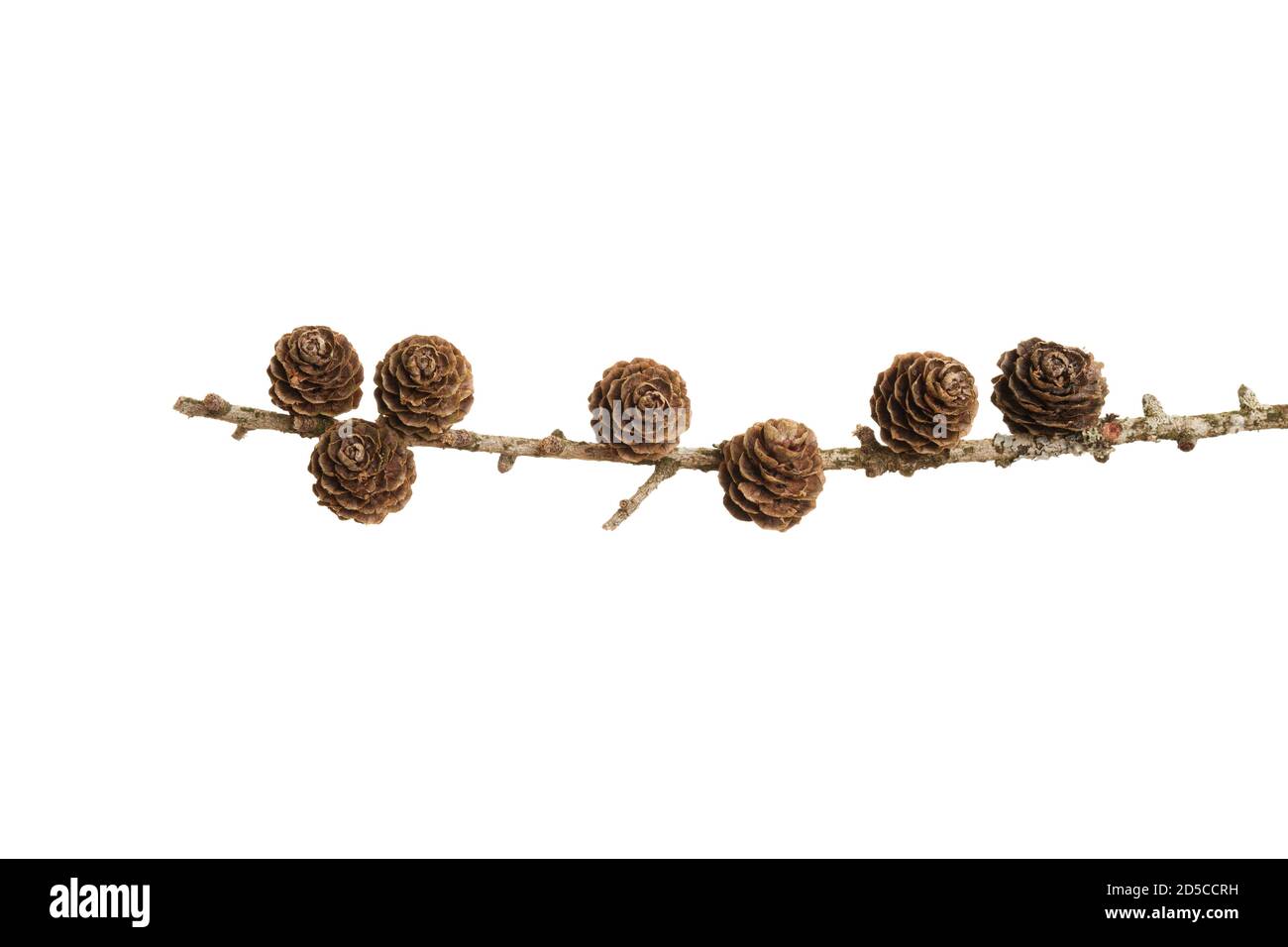 Pine cones on a branch isolated on white background Stock Photo - Alamy