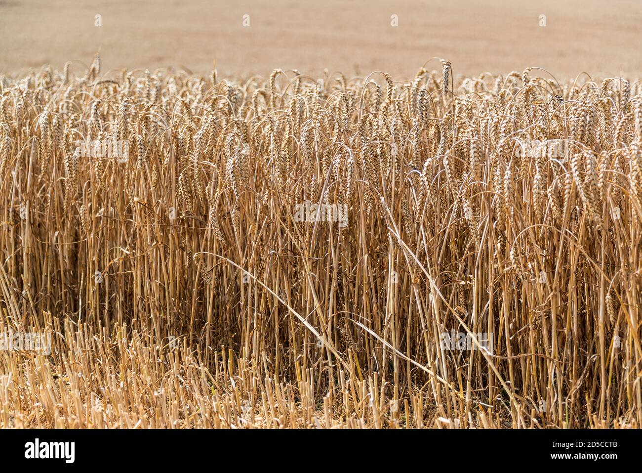 Reifes Getreide auf einem Feld in Schleswig-Holstein vor der Ernte im Herbst Stock Photo