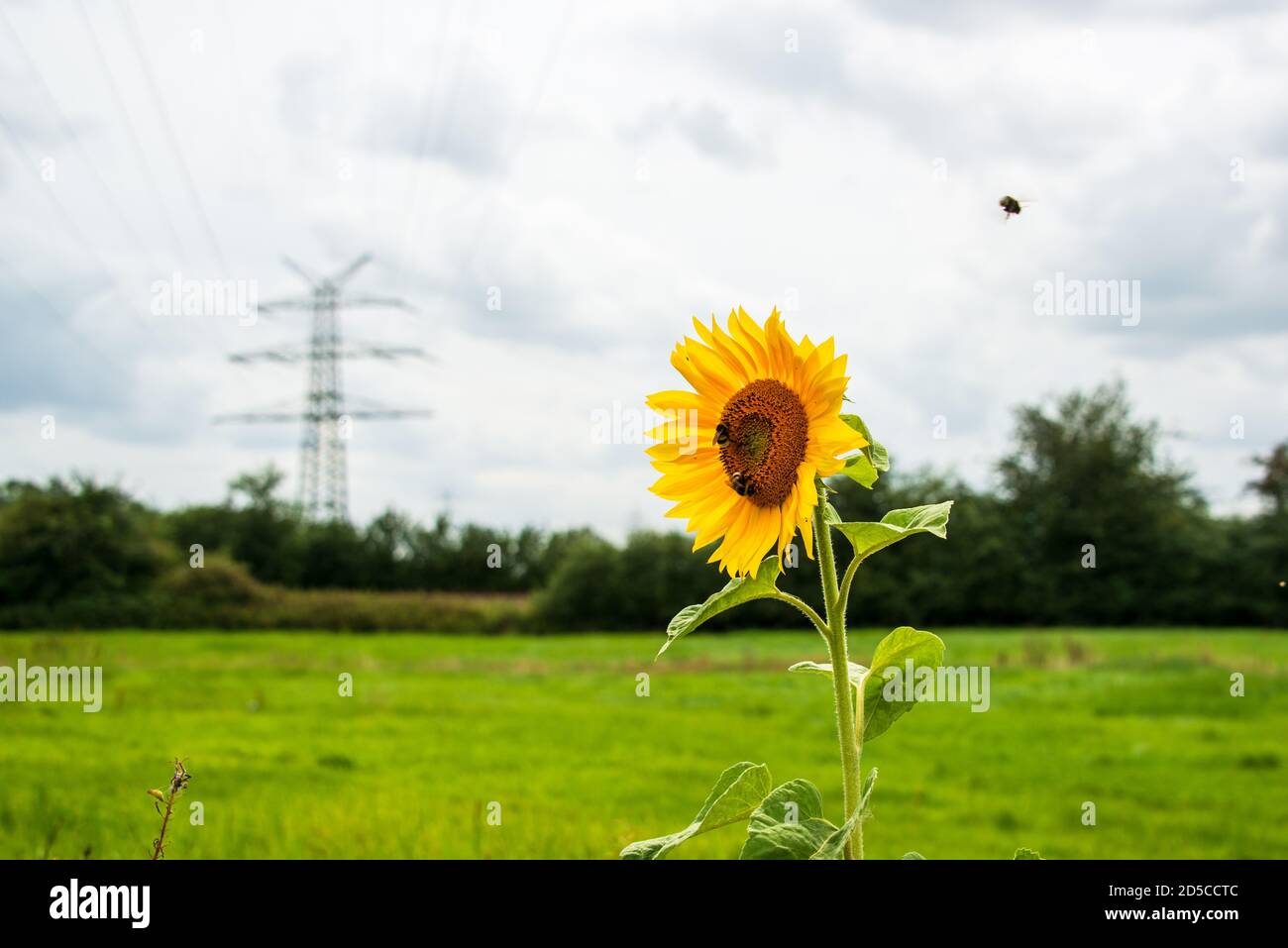 Die Sonnenblume mit Hummeln auf einer Wiese vor einem Hochspannungsmast als Symbol für den Schutz der Umwelt Stock Photo
