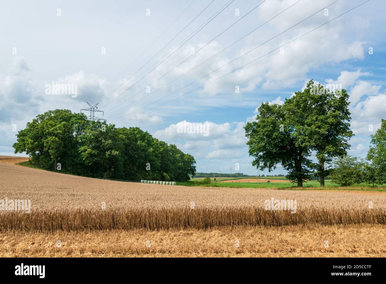 Reifes Getreide auf einem Feld in Schleswig-Holstein vor der Ernte im Herbst Stock Photo
