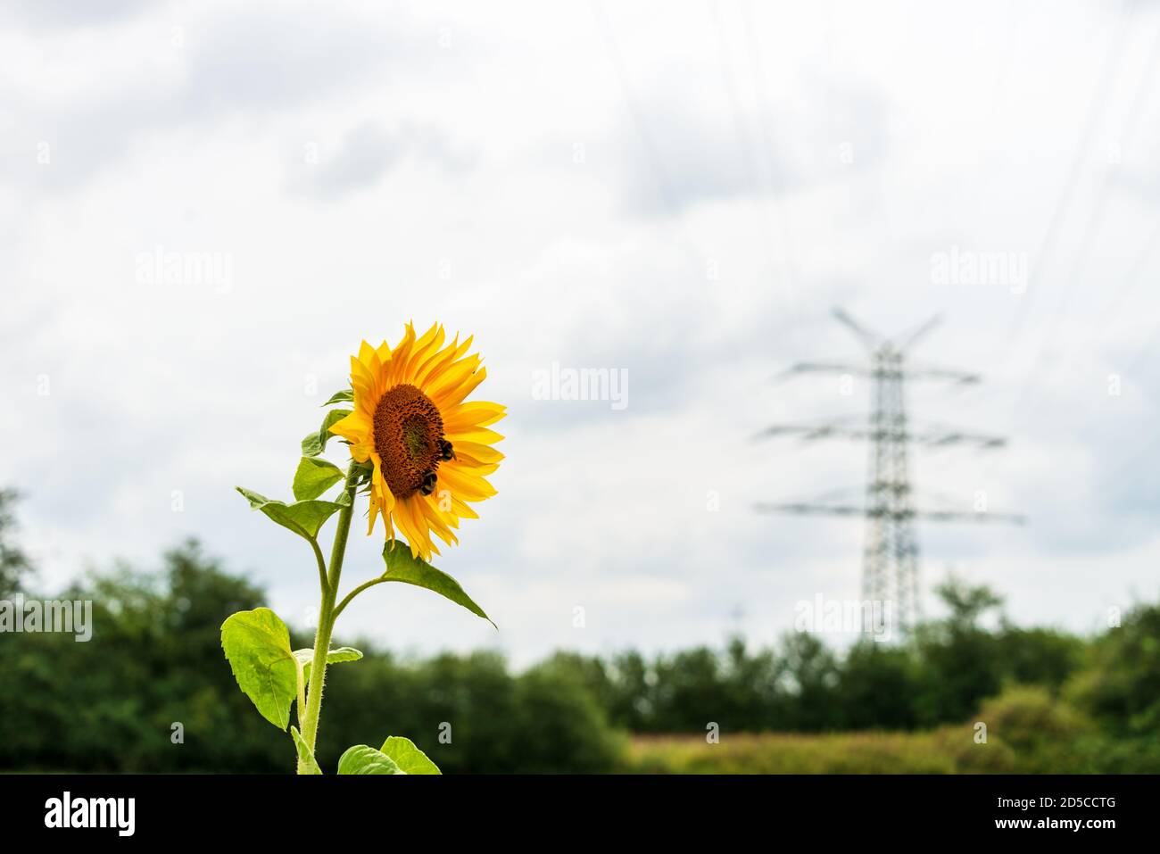 Die Sonnenblume mit Hummeln auf einer Wiese vor einem Hochspannungsmast als Symbol für den Schutz der Umwelt Stock Photo