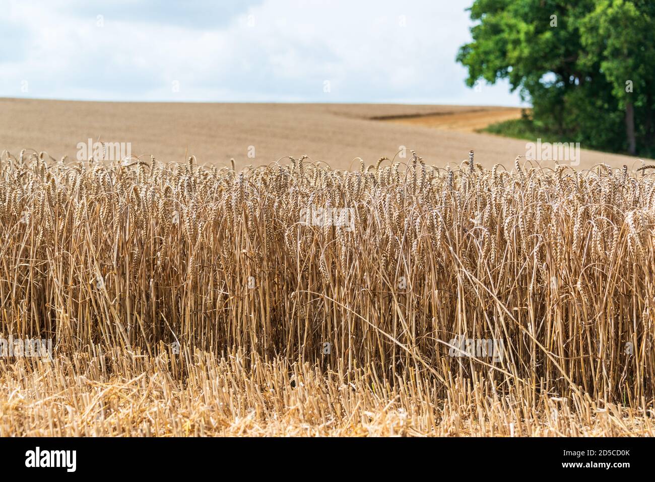 Reifes Getreide auf einem Feld in Schleswig-Holstein vor der Ernte im Herbst Stock Photo