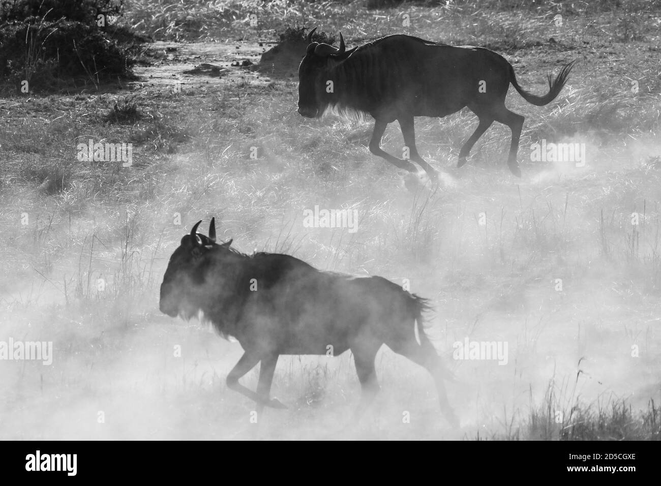 A blue wildebeest herd (Connochaetes taurinus) is targeted by several cheetahs in the Masai Mara of Kenya Stock Photo