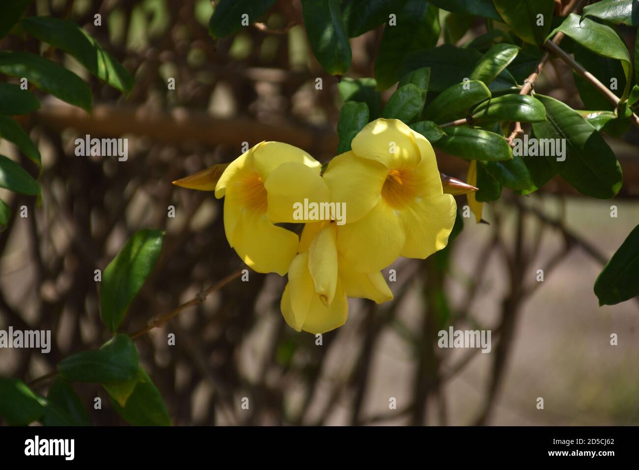 bunch of beautiful allamanda flowers Stock Photo