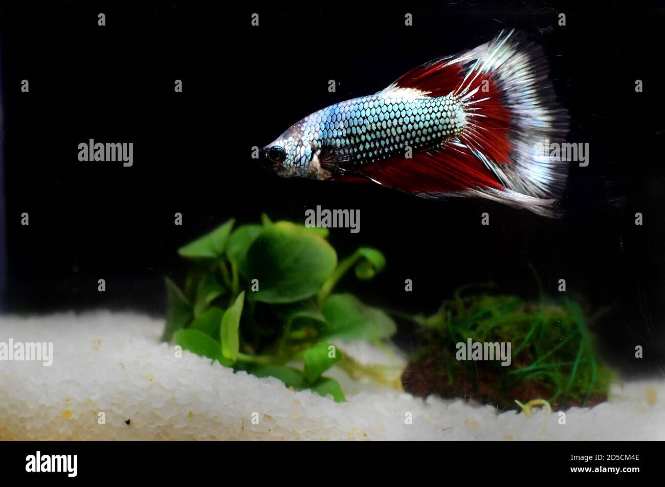 Betta Fish, a popular fish in the aquarium trade. also known as The Siamese fighting fish. Stock Photo
