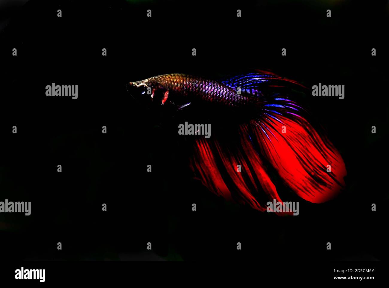 Betta Fish, a popular fish in the aquarium trade. also known as The Siamese fighting fish. Stock Photo