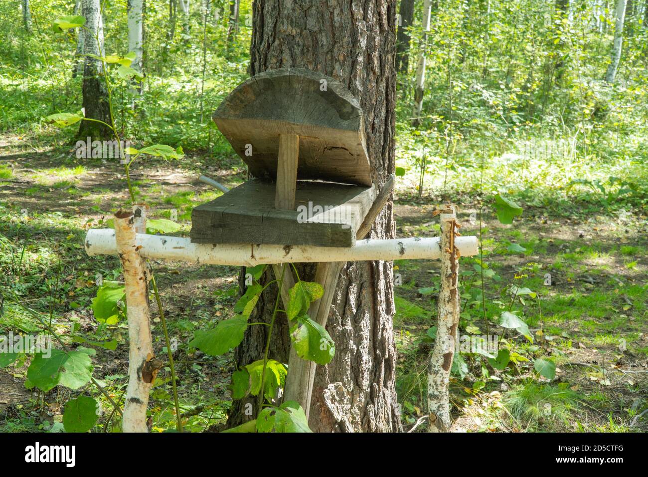 homemade wooden trap for animals and birds installed in the forest. the inventory of the hunter. Stock Photo