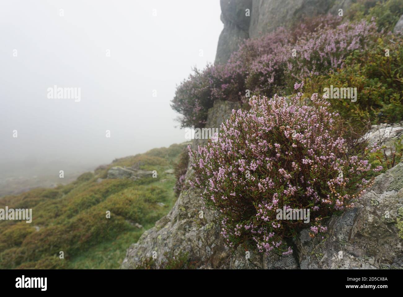 Heather in the mist on a rock face Stock Photo