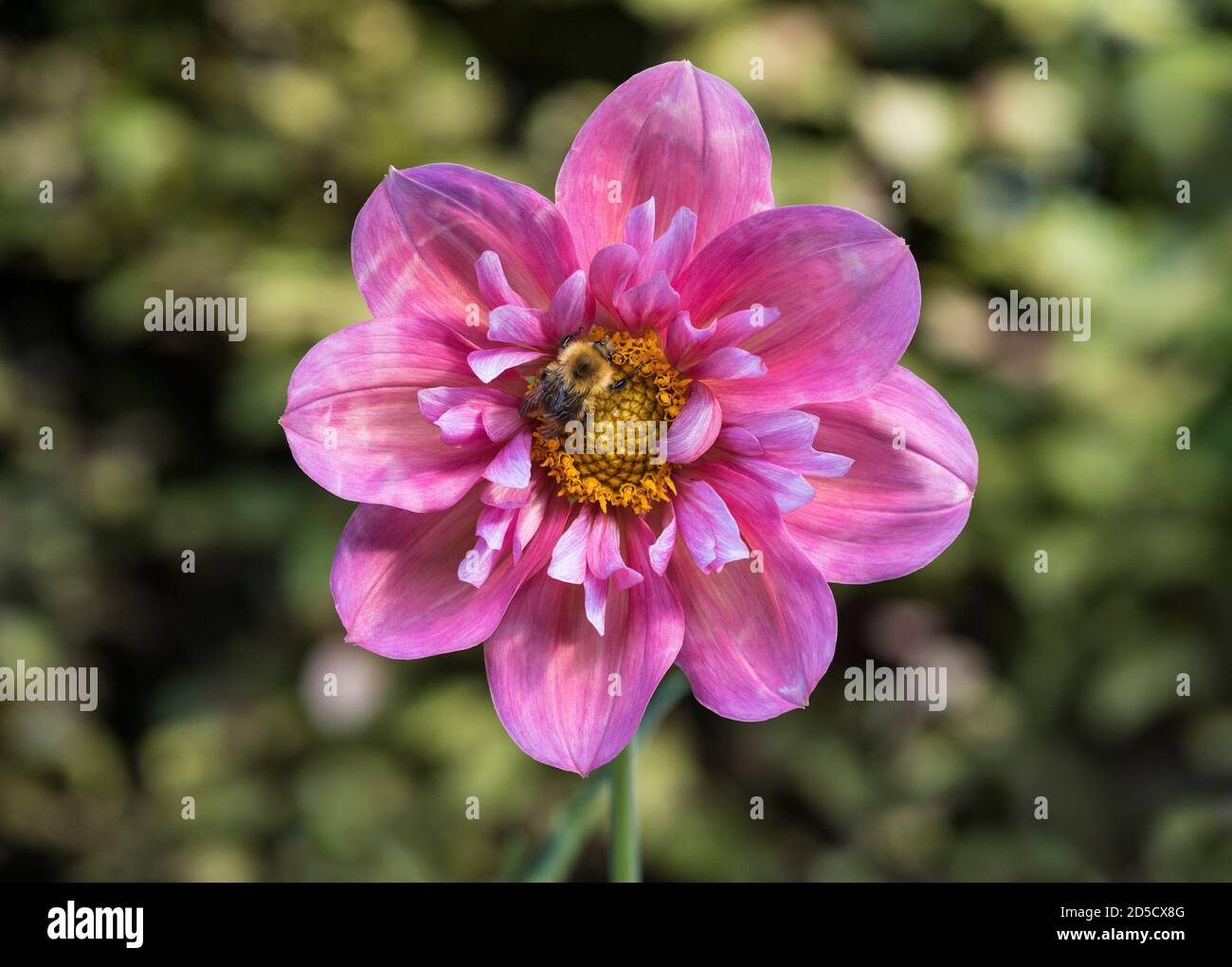Pale dahlia garden border hi-res stock photography and images - Alamy