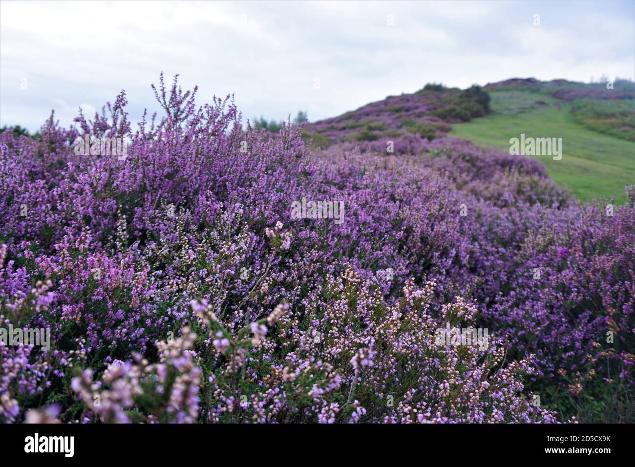Wild Purple Heather Conwy Mountain North Wales UK Stock Photo