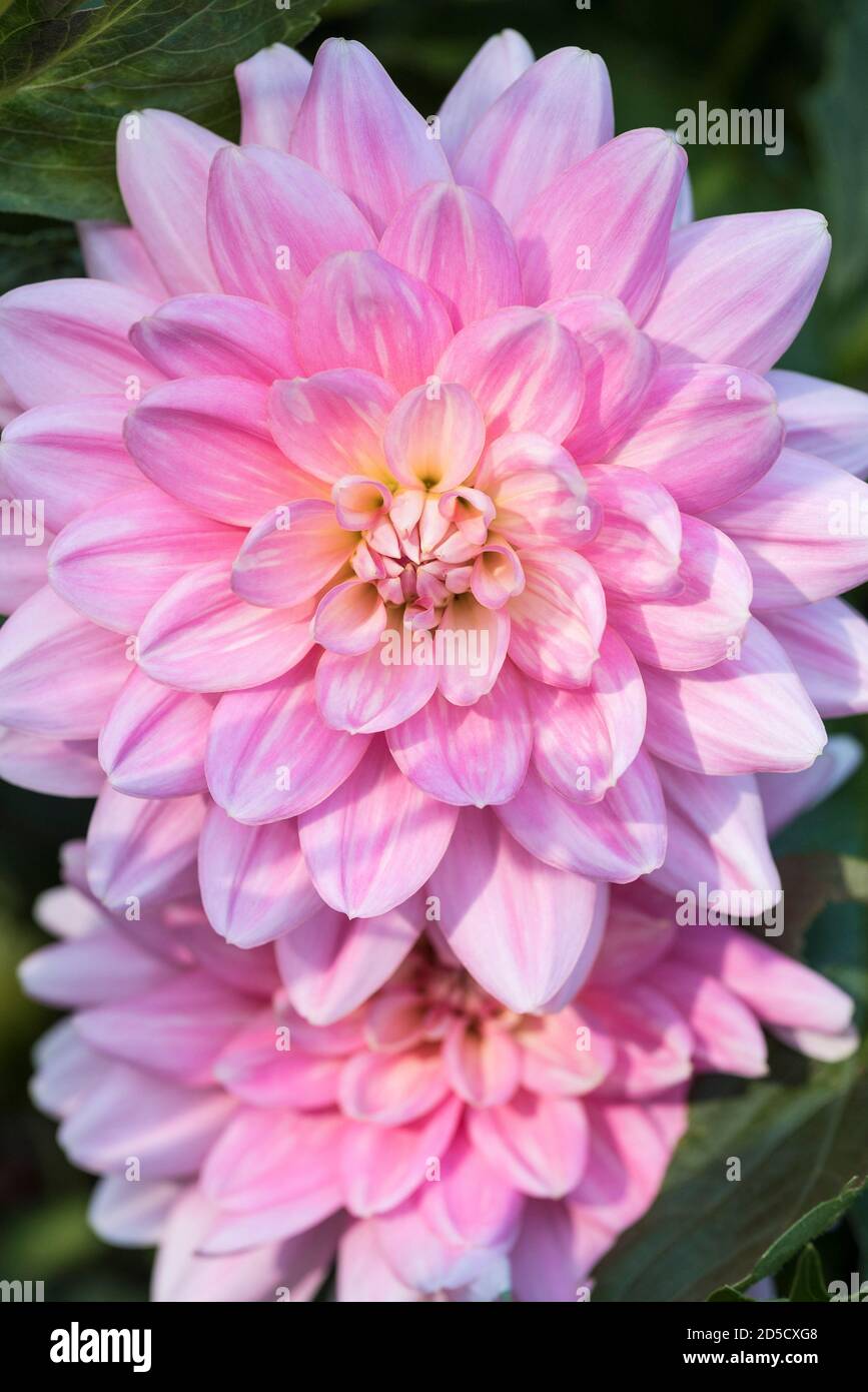 Dahlias insects hi-res stock photography and images - Alamy