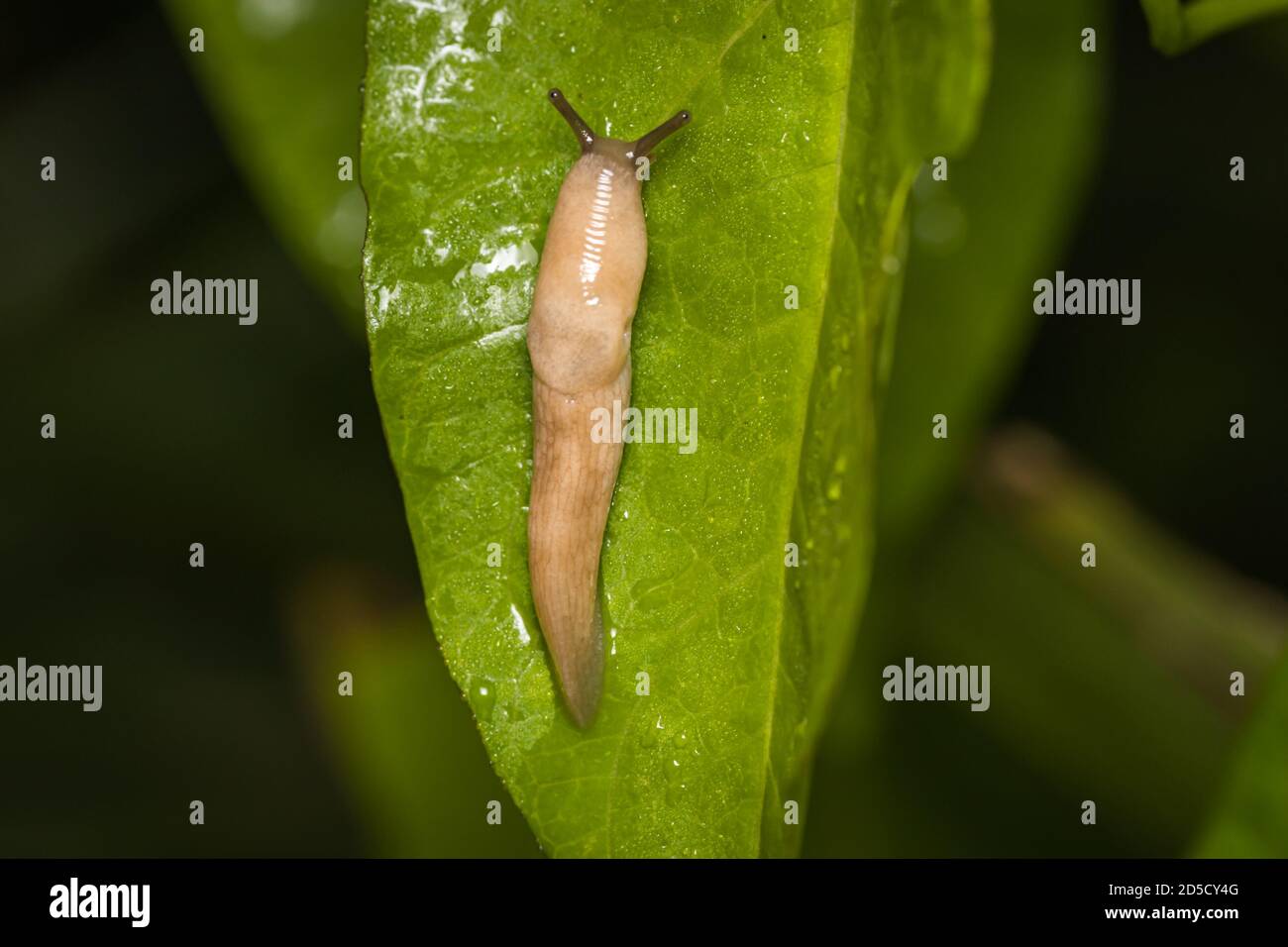 Grey field slug or Milky slug (Deroceras agreste) on a leaf Stock Photo