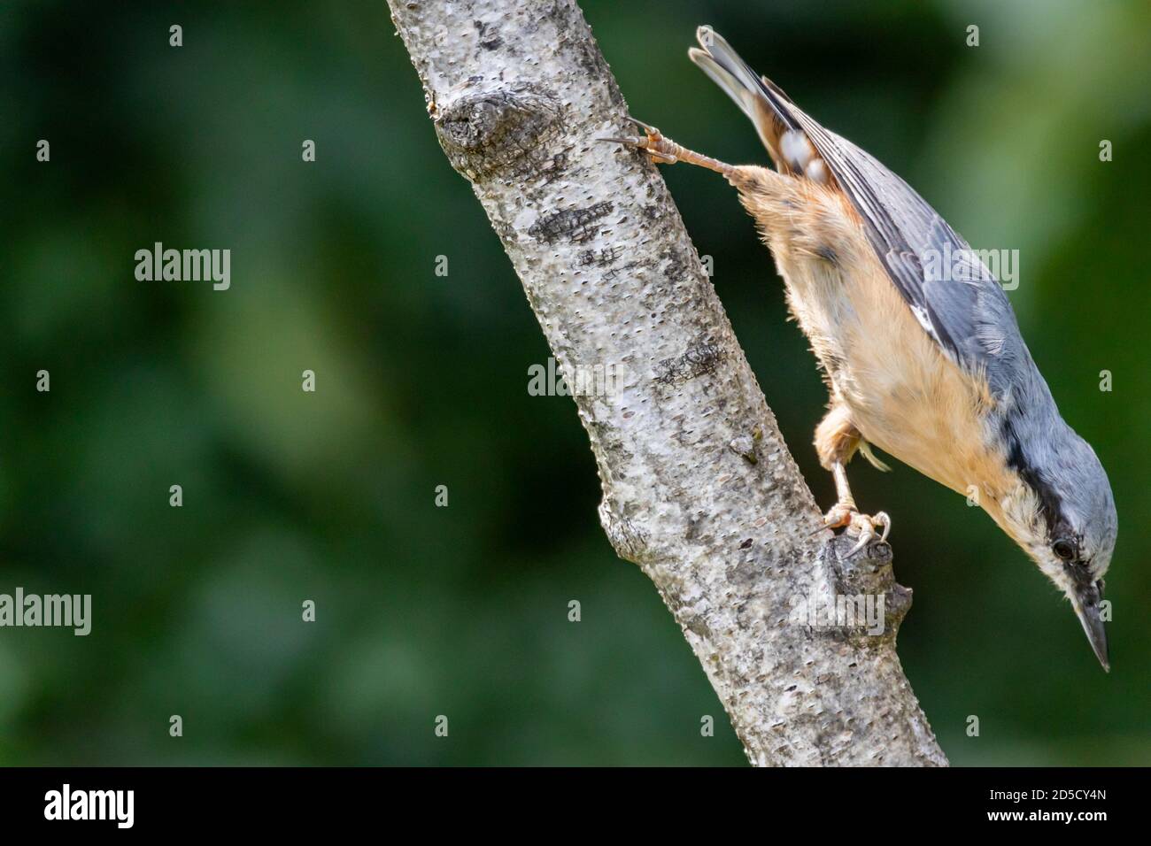 gabor nuthatch