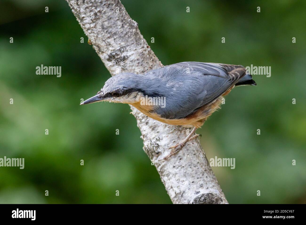 gabor nuthatch