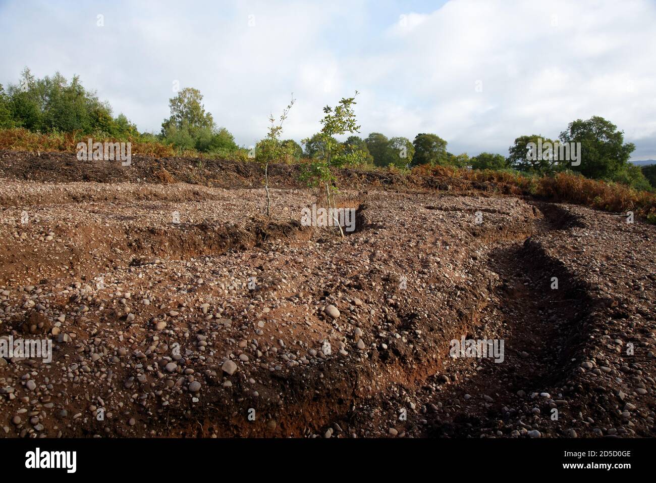 Sandy scrapes created for burrowing insects on Kinver edge ...