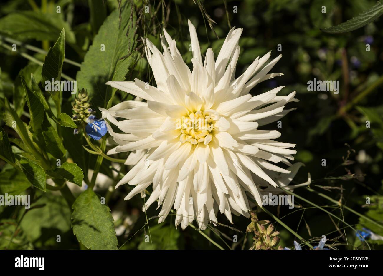 Pale dahlia garden border hi-res stock photography and images - Alamy