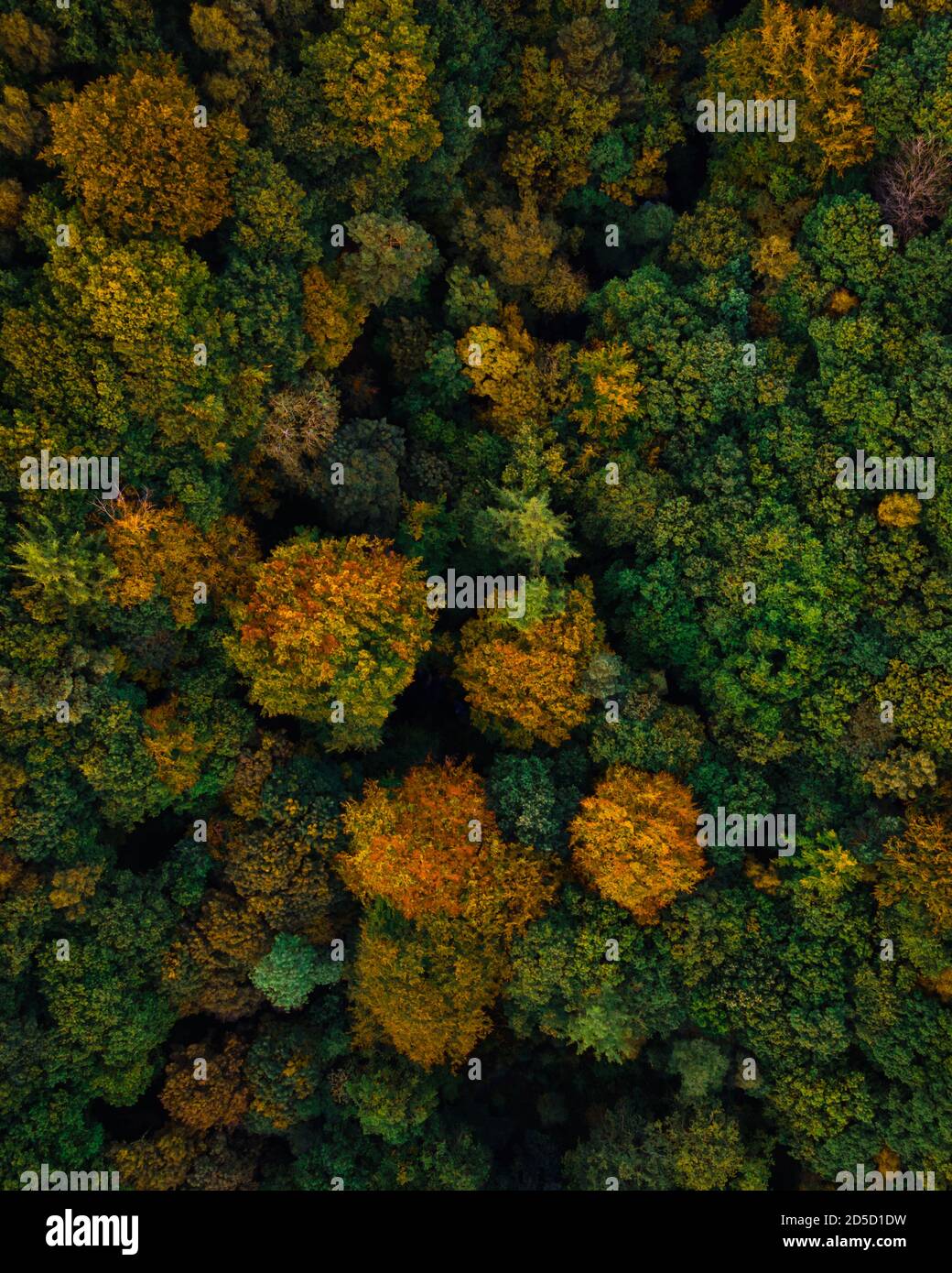 Aerial drone shot of autumn trees Stock Photo