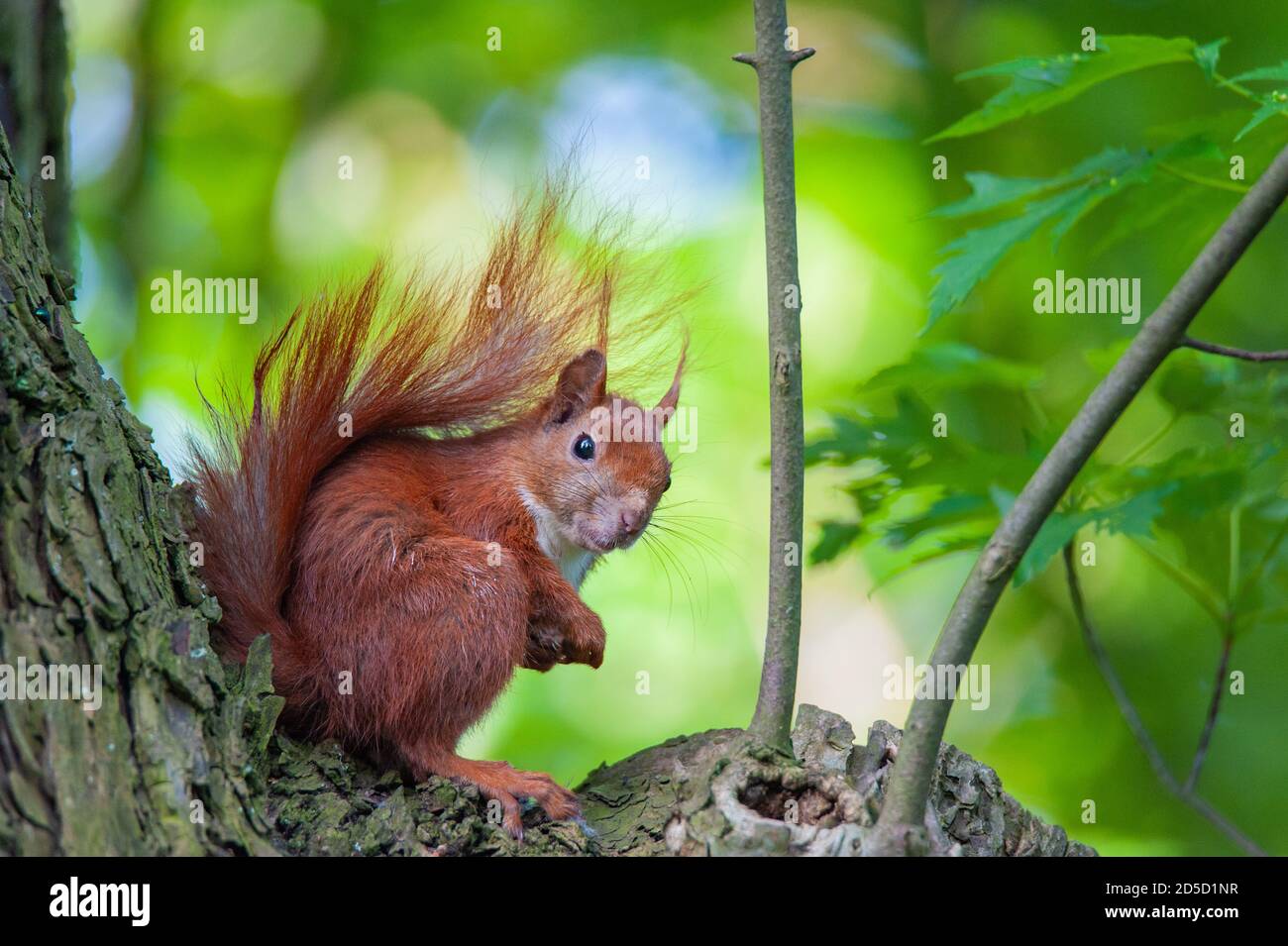 Close up of a europien squirrel sitting on its back paws on a tree and looking straight into the camera. Stock Photo