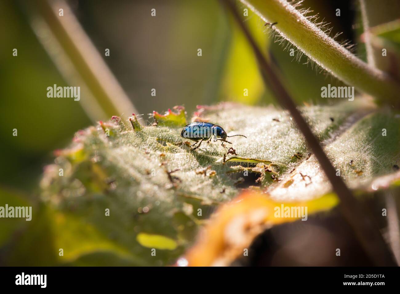 A small blue beetle crawling across a leaf in the morning sunshine Stock Photo
