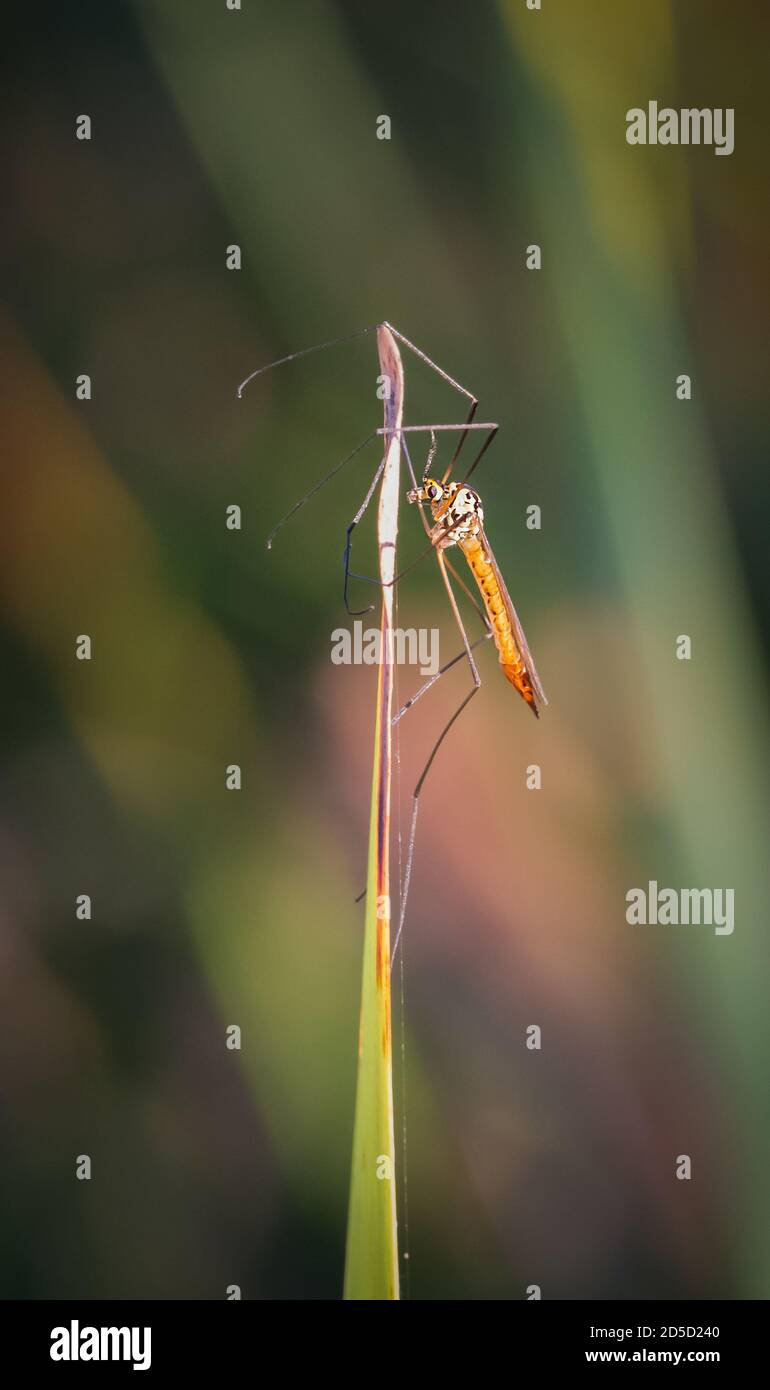Clinging to leg hi-res stock photography and images - Alamy