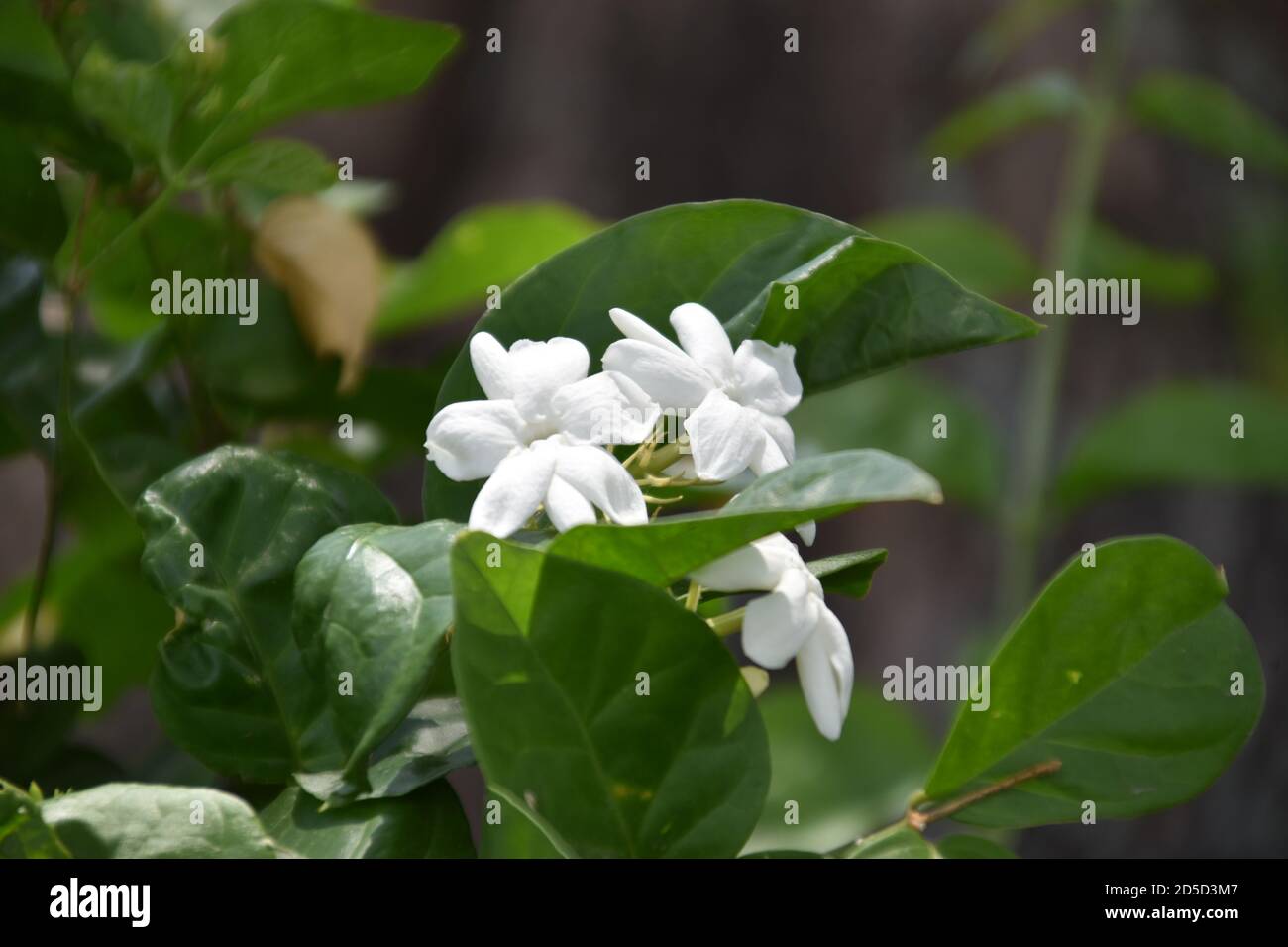 Leaf and flowers of White Jasmine or Jasminum Sambac or Sampaguita Stock Photo
