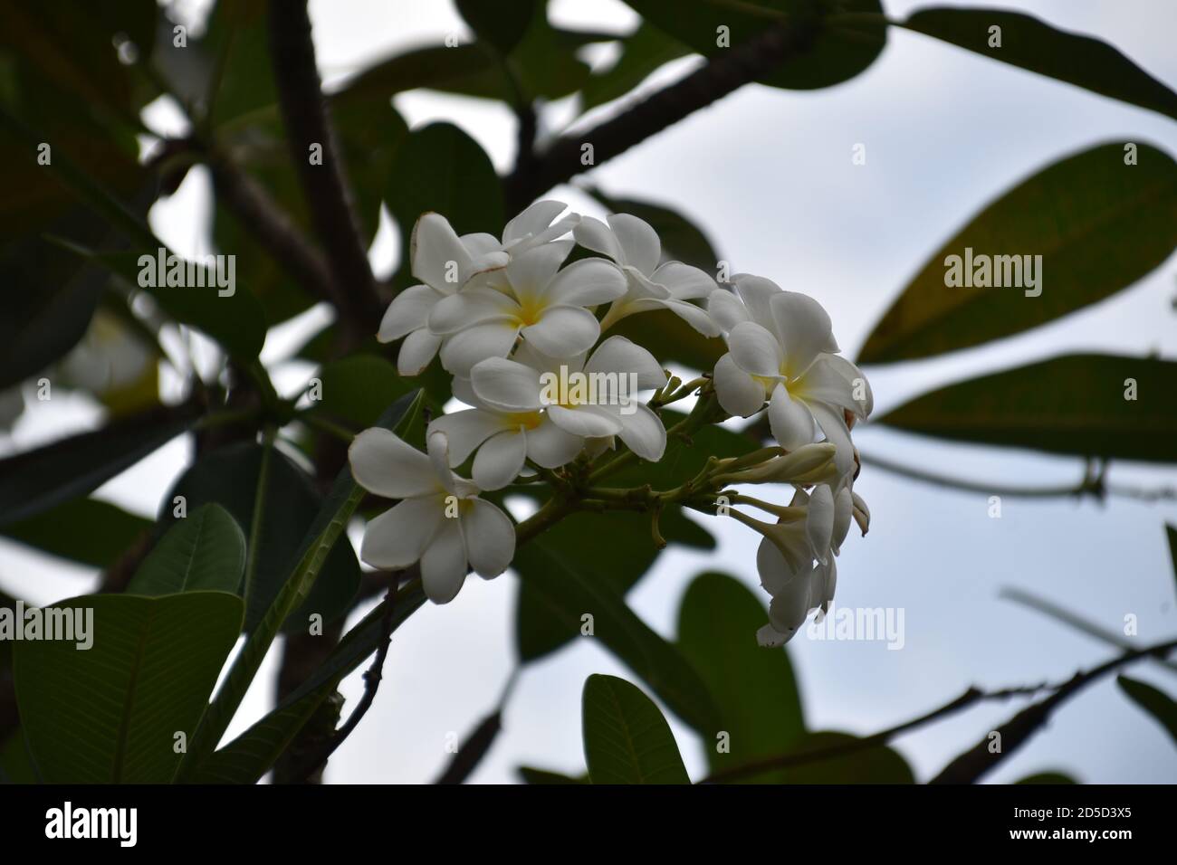 White Plumeria Rubra Stock Photo
