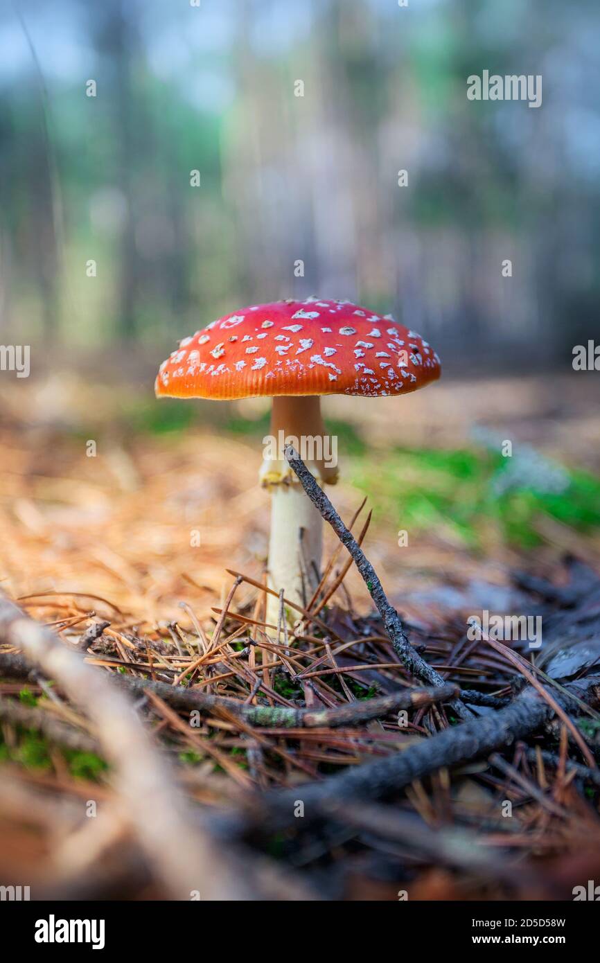 Red poisonous, hallucinogenic and toxic mushroom Amanita in the autumn forest. fly agaric Stock Photo