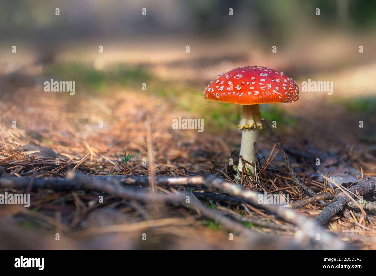 Red poisonous, hallucinogenic and toxic mushroom Amanita in the autumn forest. fly agaric Stock Photo
