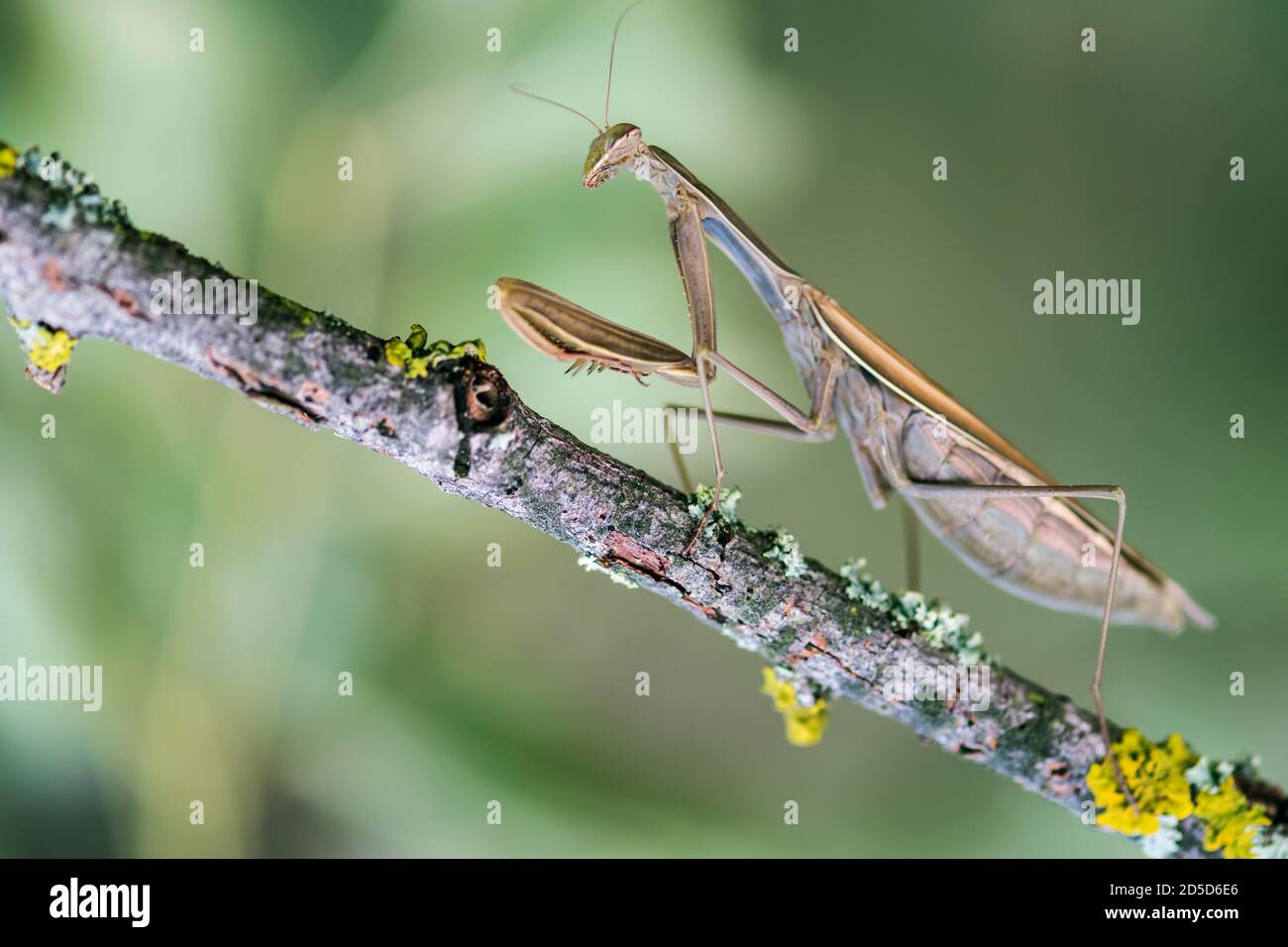 female Praying Mantis (Mantis religiosa Stock Photo Alamy