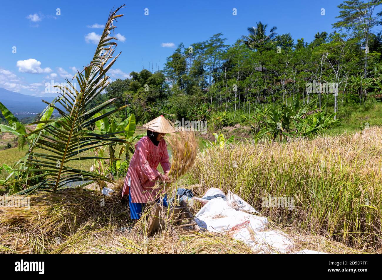 Rice threshing, Java, Indonesia Stock Photo - Alamy