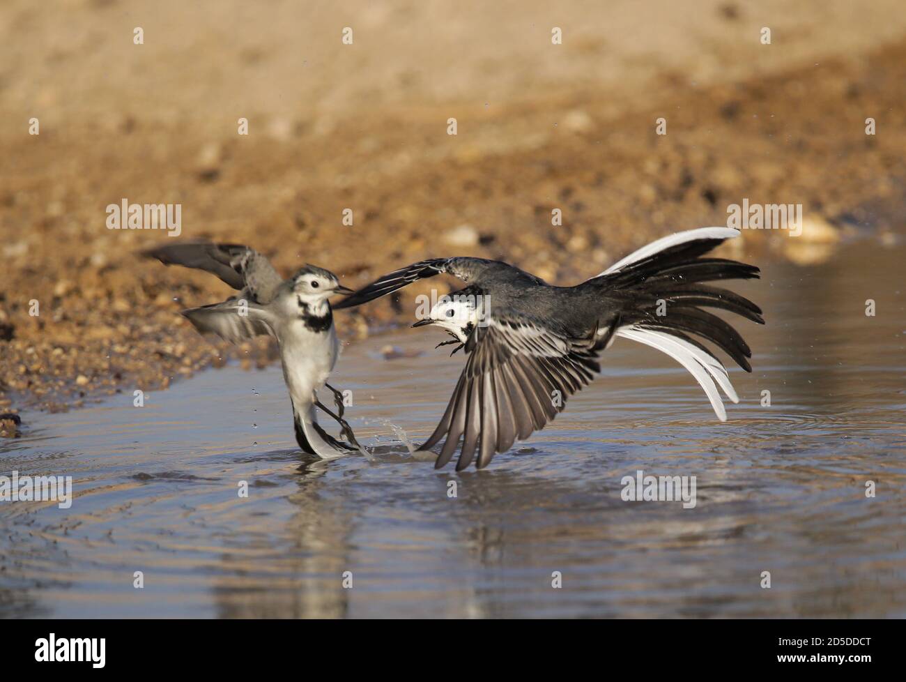 White Wagtail ( Motacilla alba) playing in the water Stock Photo