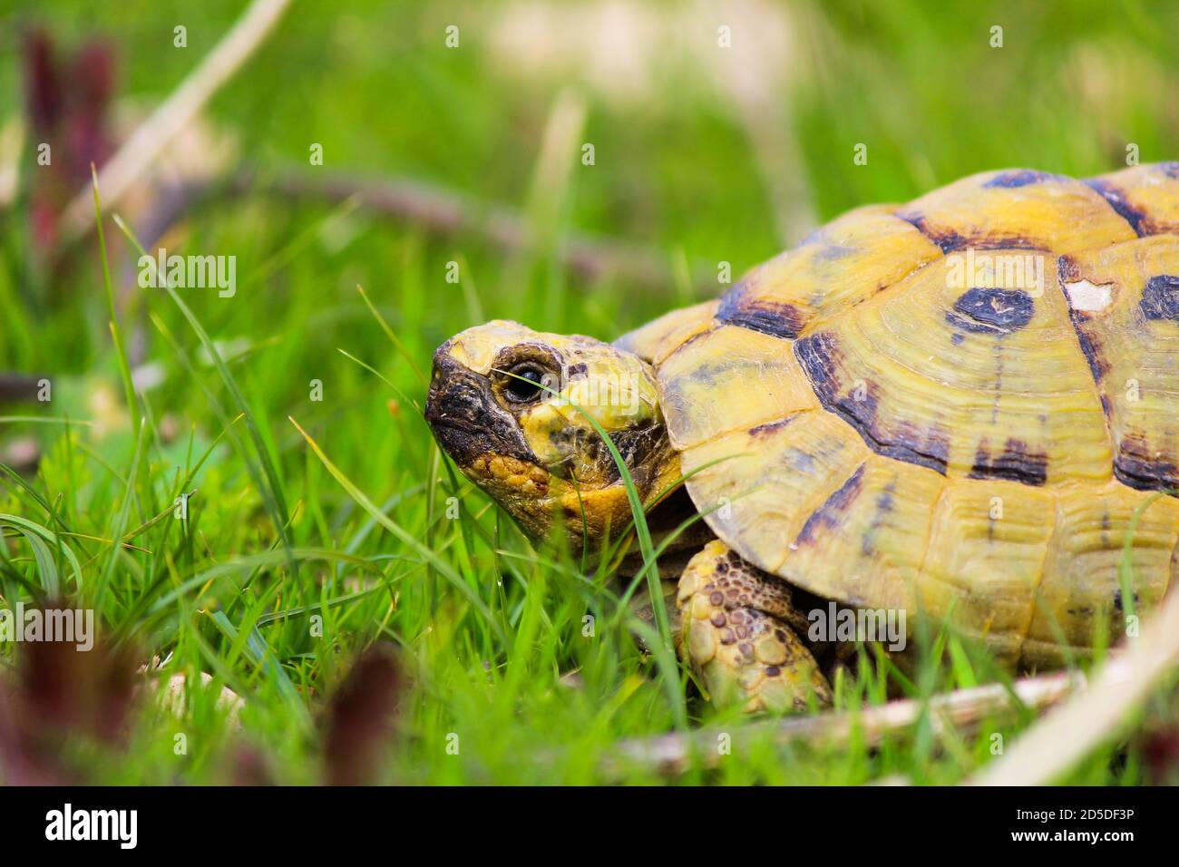 A turtle walking on grass and eating Stock Photo