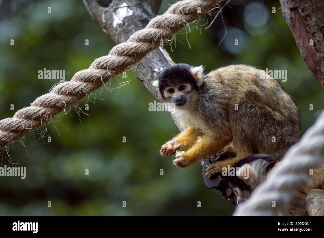 Squirrel Monkey eating leaves on a rope & branch in a zoo Stock Photo ...
