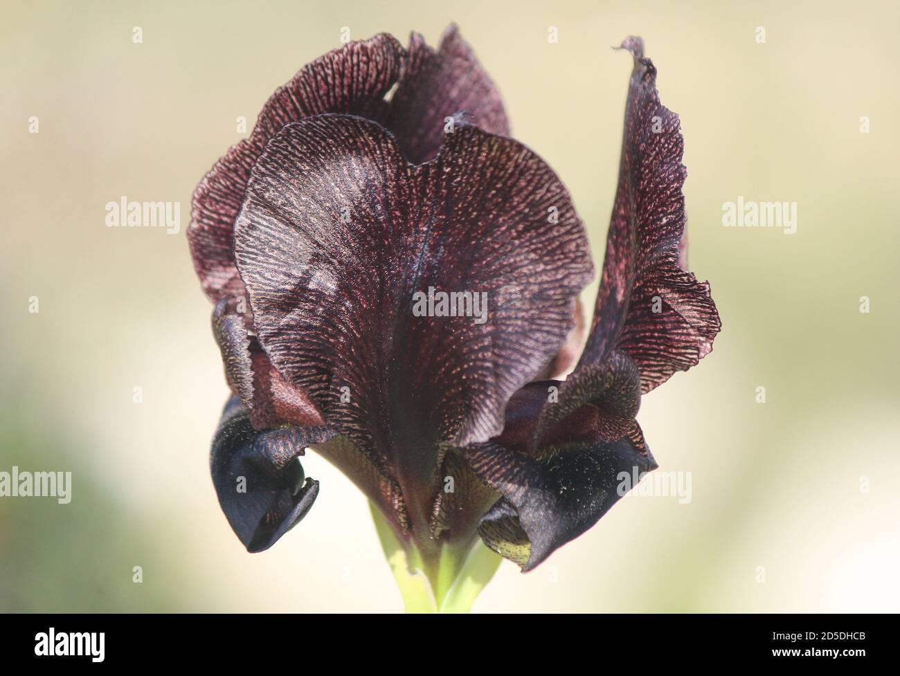 wild and rare Dark Brown Iris Iris atrofusca (Iris jordana) of  Negev in Israel Stock Photo