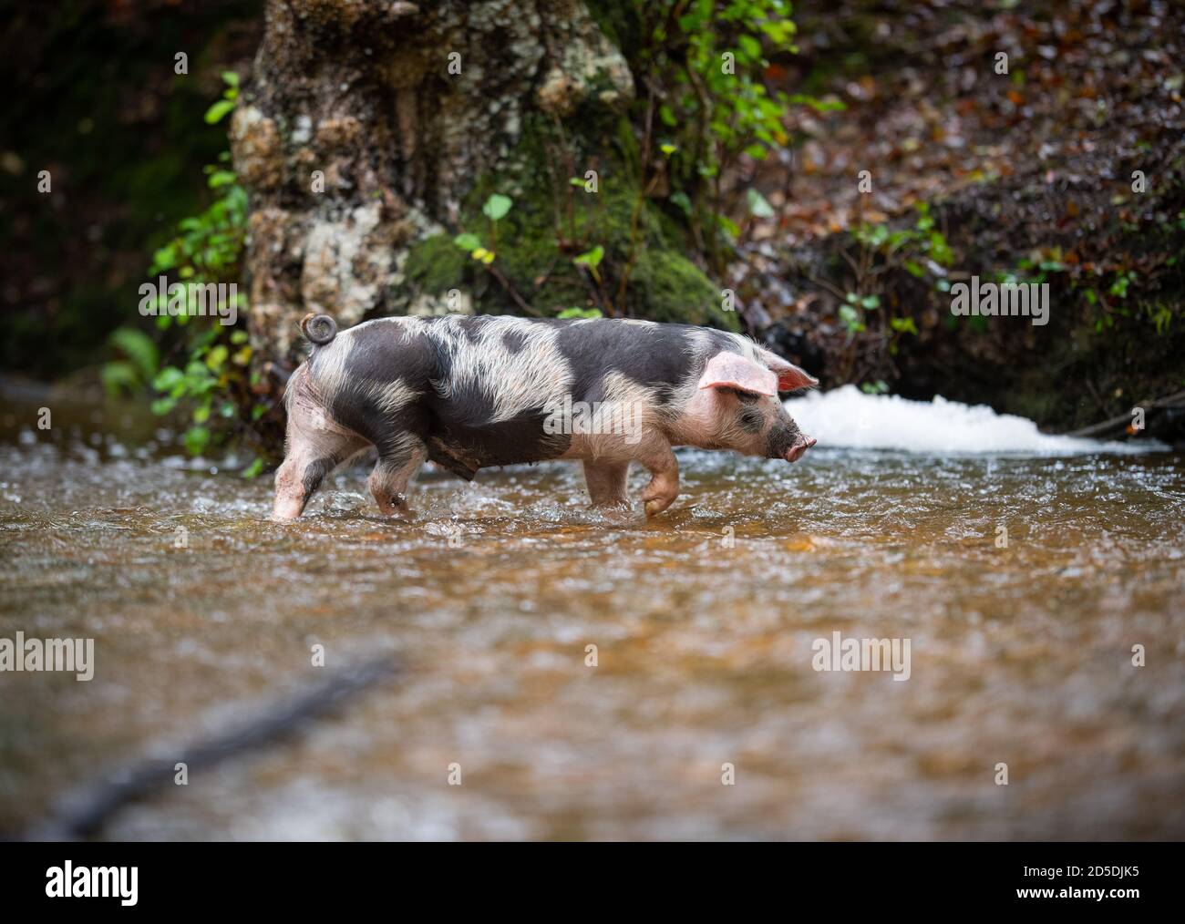 Piglets and pigs feed on The New Forest forest floor searching for acorns and other nuts as part